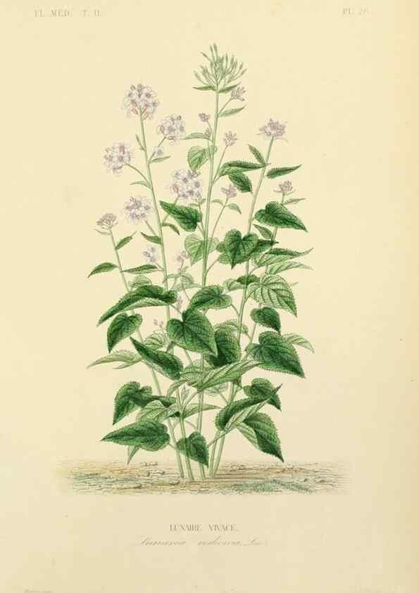 Reproducción/Reproduction 49583868152: Le Règne végétal;. Paris,L. Guérin,1870-72.. 