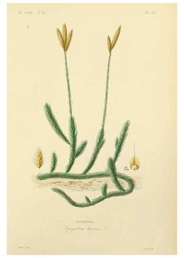 Reproducción/Reproduction 49583137053: Le Règne végétal;. Paris,L. Guérin,1870-72.. 