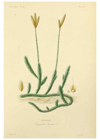 Reproducción/Reproduction 49583137053: Le Règne végétal;. Paris,L. Guérin,1870-72.. 