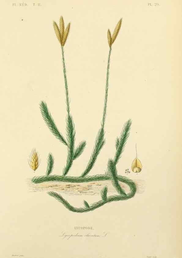 Reproducción/Reproduction 49583137053: Le Règne végétal;. Paris,L. Guérin,1870-72.. 