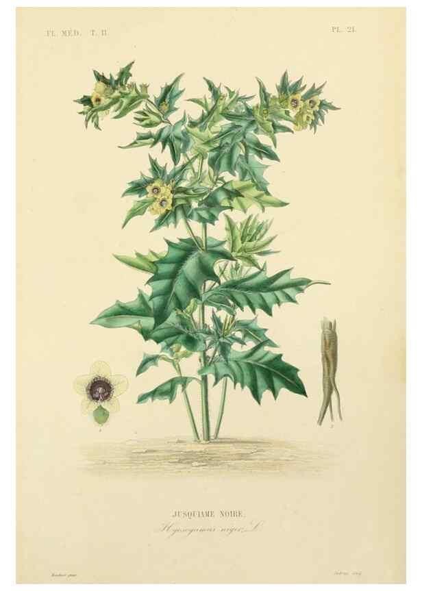 Reproducción/Reproduction 49583866302: Le Règne végétal;. Paris,L. Guérin,1870-72.. 