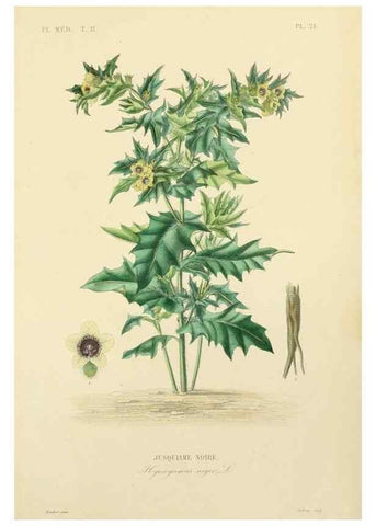 Reproducción/Reproduction 49583866302: Le Règne végétal;. Paris,L. Guérin,1870-72.. 