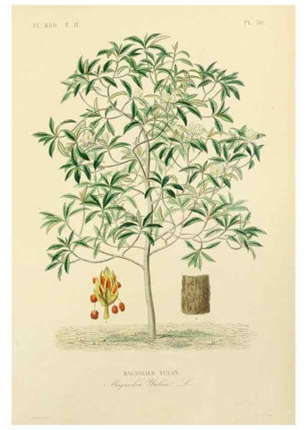 Reproducción/Reproduction 49583633111: Le Règne végétal;. Paris,L. Guérin,1870-72.. 