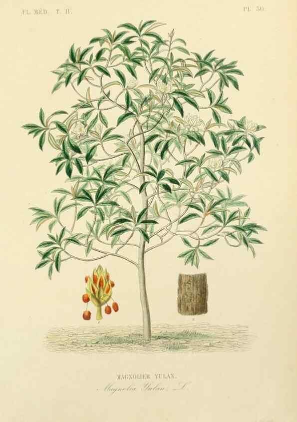 Reproducción/Reproduction 49583633111: Le Règne végétal;. Paris,L. Guérin,1870-72.. 