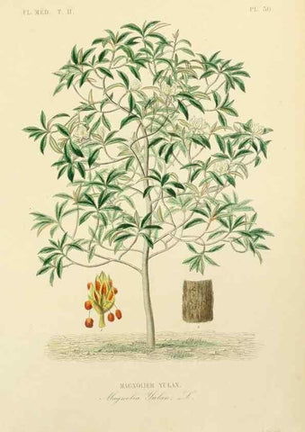 Reproducción/Reproduction 49583633111: Le Règne végétal;. Paris,L. Guérin,1870-72.. 