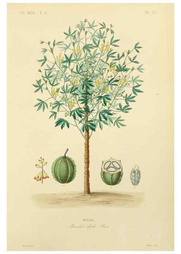 Reproducción/Reproduction 49583633636: Le Règne végétal;. Paris,L. Guérin,1870-72.. 