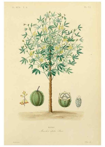 Reproducción/Reproduction 49583633636: Le Règne végétal;. Paris,L. Guérin,1870-72.. 