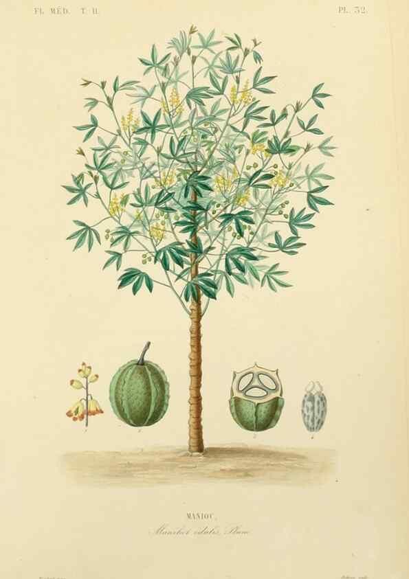 Reproducción/Reproduction 49583633636: Le Règne végétal;. Paris,L. Guérin,1870-72.. 