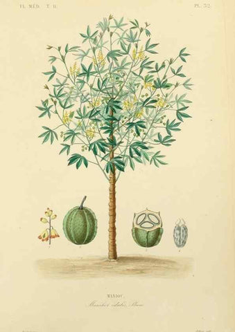 Reproducción/Reproduction 49583633636: Le Règne végétal;. Paris,L. Guérin,1870-72.. 