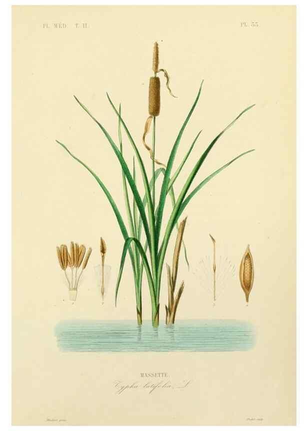Reproducción/Reproduction 49583138083: Le Règne végétal;. Paris,L. Guérin,1870-72.. 