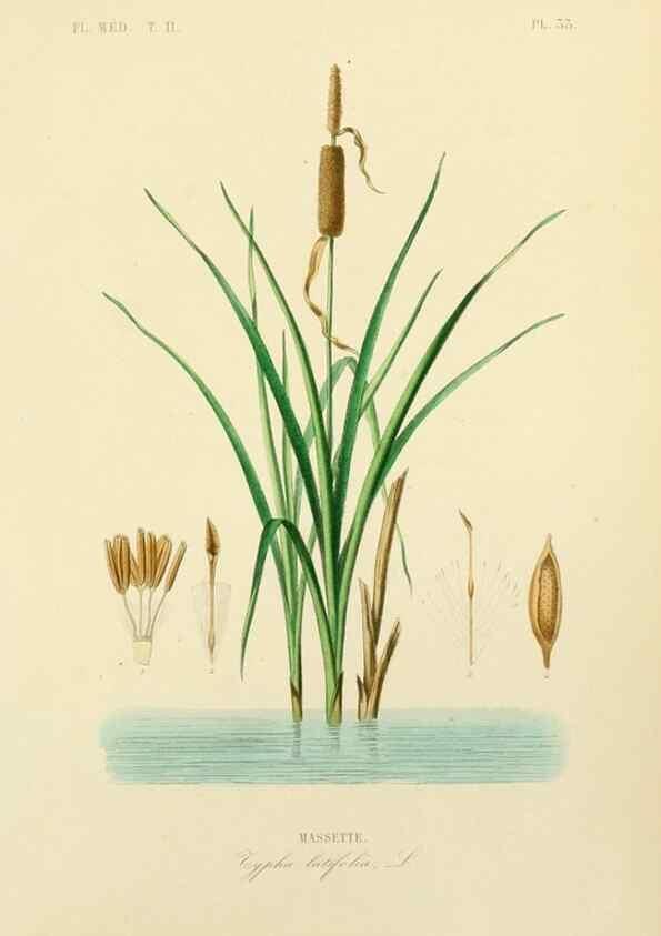 Reproducción/Reproduction 49583138083: Le Règne végétal;. Paris,L. Guérin,1870-72.. 