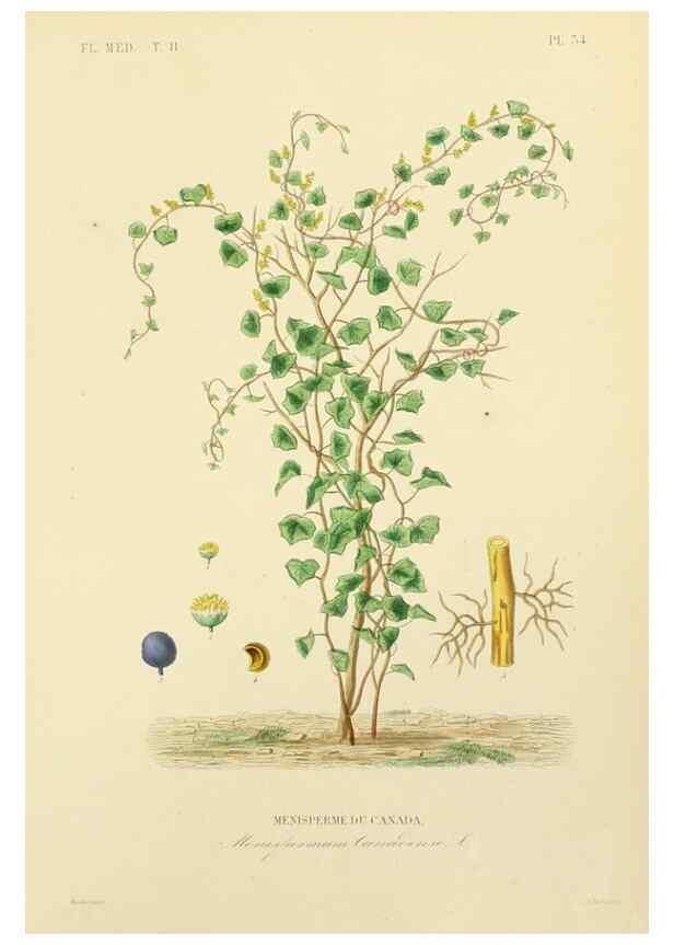 Reproducción/Reproduction 49583634191: Le Règne végétal;. Paris,L. Guérin,1870-72.. 