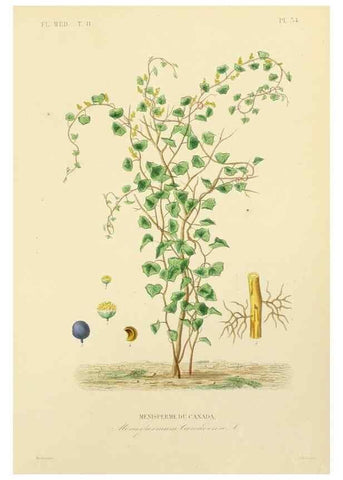 Reproducción/Reproduction 49583634191: Le Règne végétal;. Paris,L. Guérin,1870-72.. 