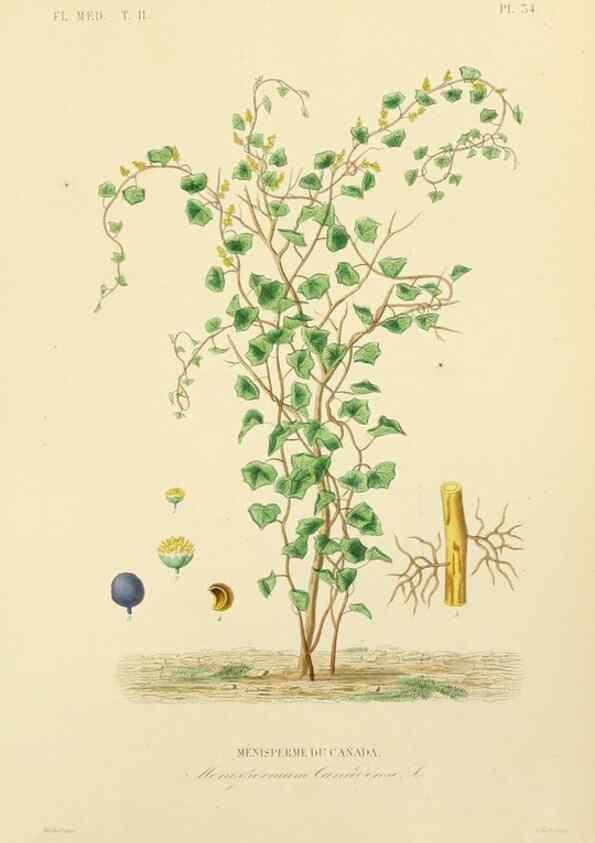 Reproducción/Reproduction 49583634191: Le Règne végétal;. Paris,L. Guérin,1870-72.. 