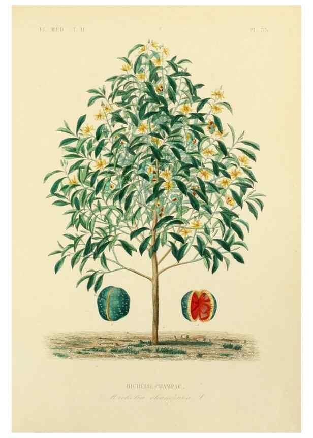 Reproducción/Reproduction 49583870017: Le Règne végétal;. Paris,L. Guérin,1870-72.. 