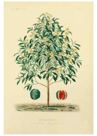 Reproducción/Reproduction 49583870017: Le Règne végétal;. Paris,L. Guérin,1870-72.. 