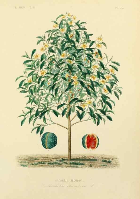 Reproducción/Reproduction 49583870017: Le Règne végétal;. Paris,L. Guérin,1870-72.. 