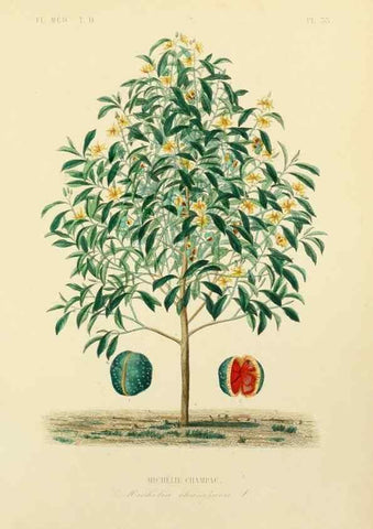 Reproducción/Reproduction 49583870017: Le Règne végétal;. Paris,L. Guérin,1870-72.. 