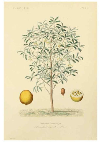 Reproducción/Reproduction 49583139218: Le Règne végétal;. Paris,L. Guérin,1870-72.. 