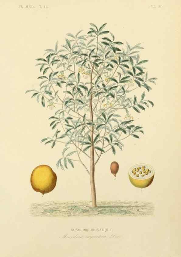 Reproducción/Reproduction 49583139218: Le Règne végétal;. Paris,L. Guérin,1870-72.. 