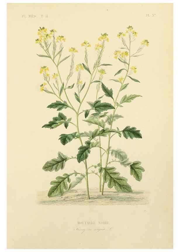 Reproducción/Reproduction 49583139548: Le Règne végétal;. Paris,L. Guérin,1870-72.. 