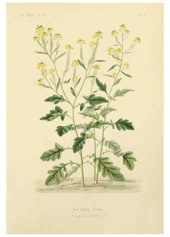 Reproducción/Reproduction 49583139548: Le Règne végétal;. Paris,L. Guérin,1870-72.. 