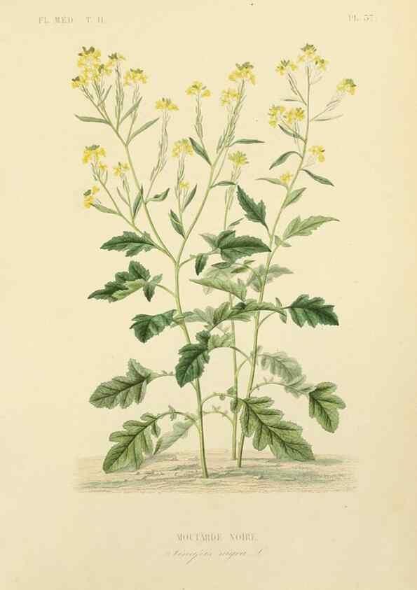 Reproducción/Reproduction 49583139548: Le Règne végétal;. Paris,L. Guérin,1870-72.. 