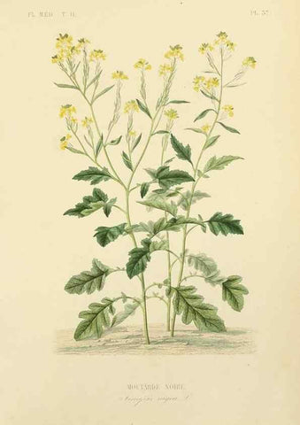Reproducción/Reproduction 49583139548: Le Règne végétal;. Paris,L. Guérin,1870-72.. 