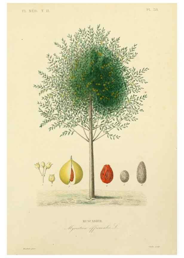 Reproducción/Reproduction 49583870972: Le Règne végétal;. Paris,L. Guérin,1870-72.. 