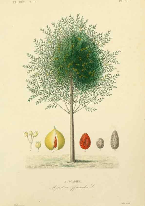 Reproducción/Reproduction 49583870972: Le Règne végétal;. Paris,L. Guérin,1870-72.. 