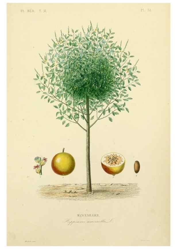 Reproducción/Reproduction 49583633341: Le Règne végétal;. Paris,L. Guérin,1870-72.. 
