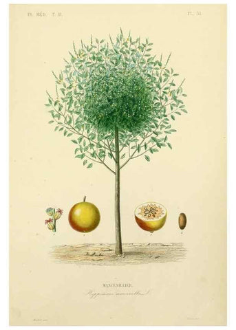 Reproducción/Reproduction 49583633341: Le Règne végétal;. Paris,L. Guérin,1870-72.. 