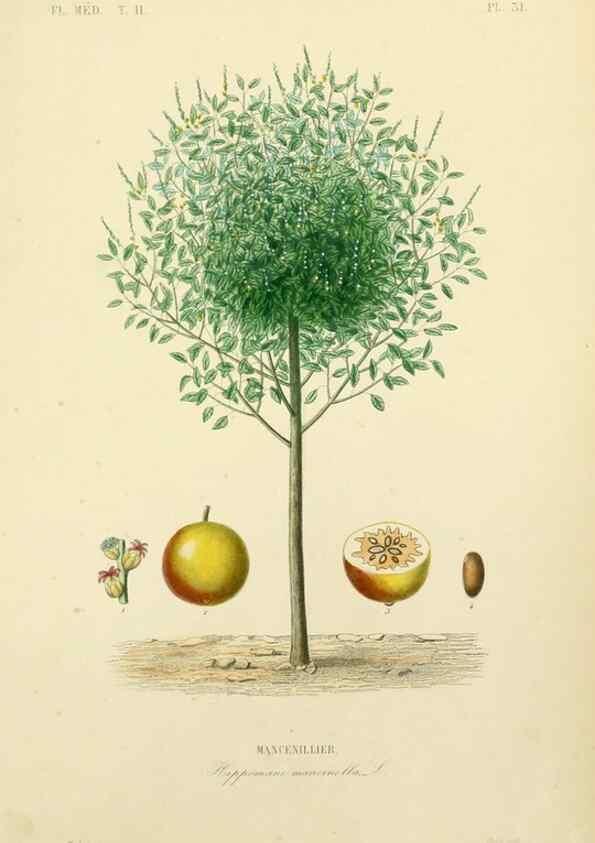 Reproducción/Reproduction 49583633341: Le Règne végétal;. Paris,L. Guérin,1870-72.. 