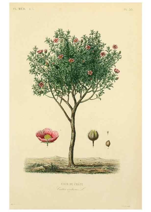 Reproducción/Reproduction 49583755487: Le Règne végétal;. Paris,L. Guérin,1870-72.. 