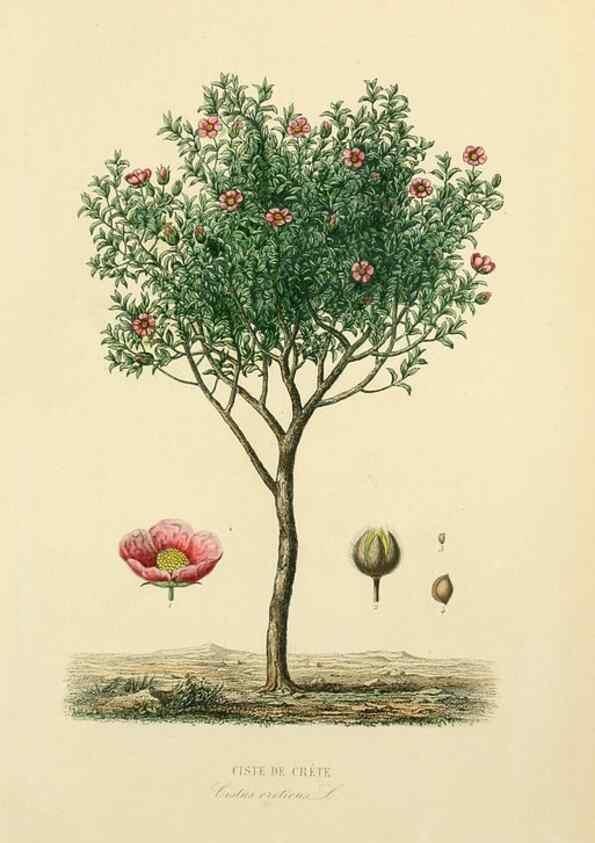 Reproducción/Reproduction 49583755487: Le Règne végétal;. Paris,L. Guérin,1870-72.. 