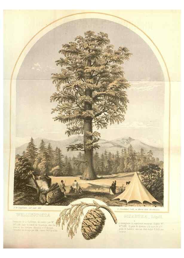 Reproducción/Reproduction 49584058067: Flore des serres et des jardins de l'Europe. A Gand :chez Louis van Houtte, eÌditeur,1845-1880.. 