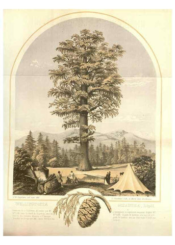Reproducción/Reproduction 49584058067: Flore des serres et des jardins de l'Europe. A Gand :chez Louis van Houtte, eÌditeur,1845-1880.. 