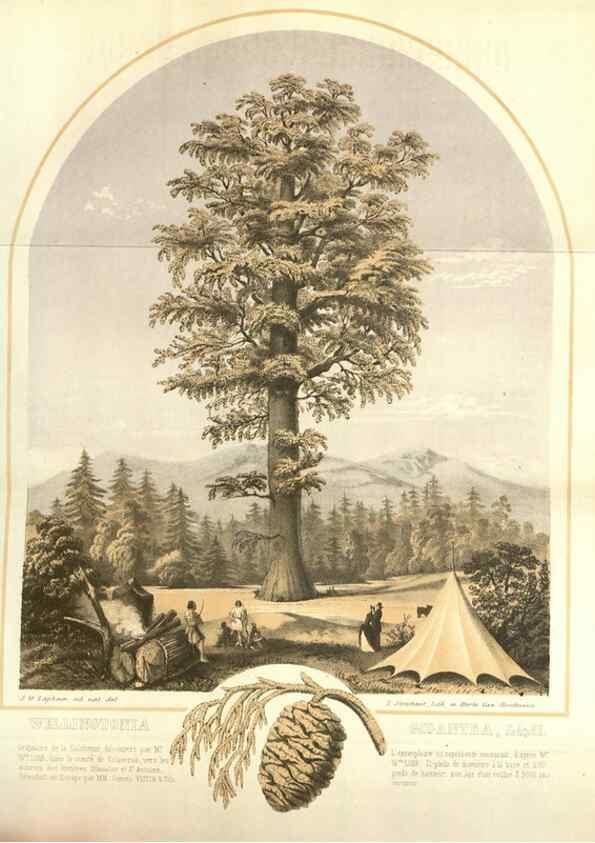Reproducción/Reproduction 49584058067: Flore des serres et des jardins de l'Europe. A Gand :chez Louis van Houtte, eÌditeur,1845-1880.. 