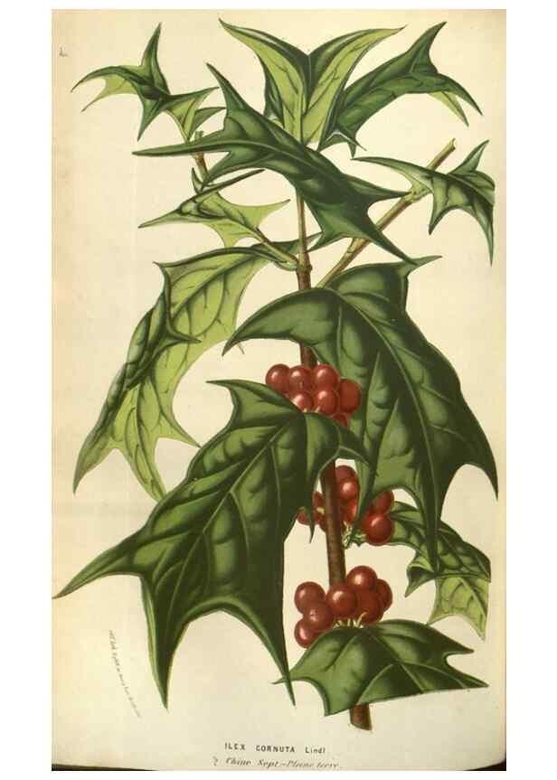 Reproducción/Reproduction 49583326658: Flore des serres et des jardins de l'Europe. A Gand :chez Louis van Houtte, eÌditeur,1845-1880.. 