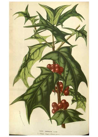 Reproducción/Reproduction 49583326658: Flore des serres et des jardins de l'Europe. A Gand :chez Louis van Houtte, eÌditeur,1845-1880.. 
