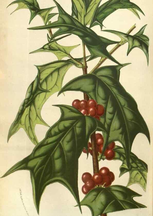 Reproducción/Reproduction 49583326658: Flore des serres et des jardins de l'Europe. A Gand :chez Louis van Houtte, eÌditeur,1845-1880.. 