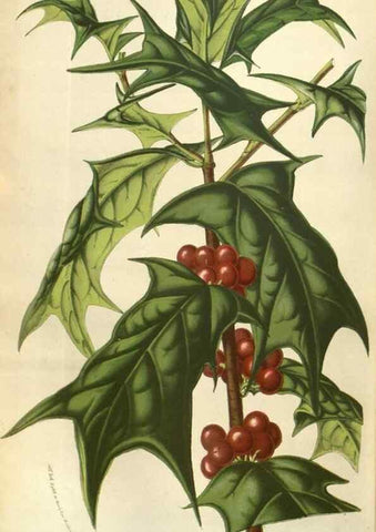 Reproducción/Reproduction 49583326658: Flore des serres et des jardins de l'Europe. A Gand :chez Louis van Houtte, eÌditeur,1845-1880.. 