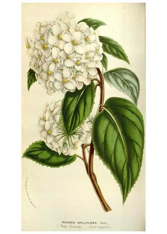 Reproducción/Reproduction 49584038771: Flore des serres et des jardins de l'Europe. A Gand :chez Louis van Houtte, eÌditeur,1845-1880.. 