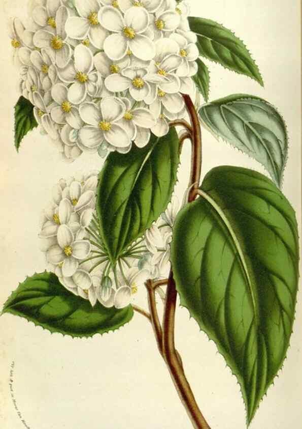 Reproducción/Reproduction 49584038771: Flore des serres et des jardins de l'Europe. A Gand :chez Louis van Houtte, eÌditeur,1845-1880.. 