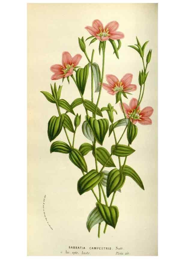 Reproducción/Reproduction 49584039096: Flore des serres et des jardins de l'Europe. A Gand :chez Louis van Houtte, eÌditeur,1845-1880.. 