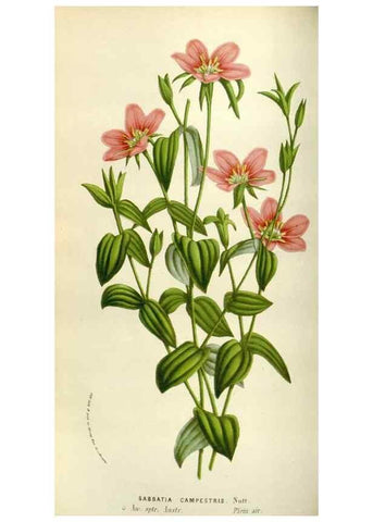 Reproducción/Reproduction 49584039096: Flore des serres et des jardins de l'Europe. A Gand :chez Louis van Houtte, eÌditeur,1845-1880.. 