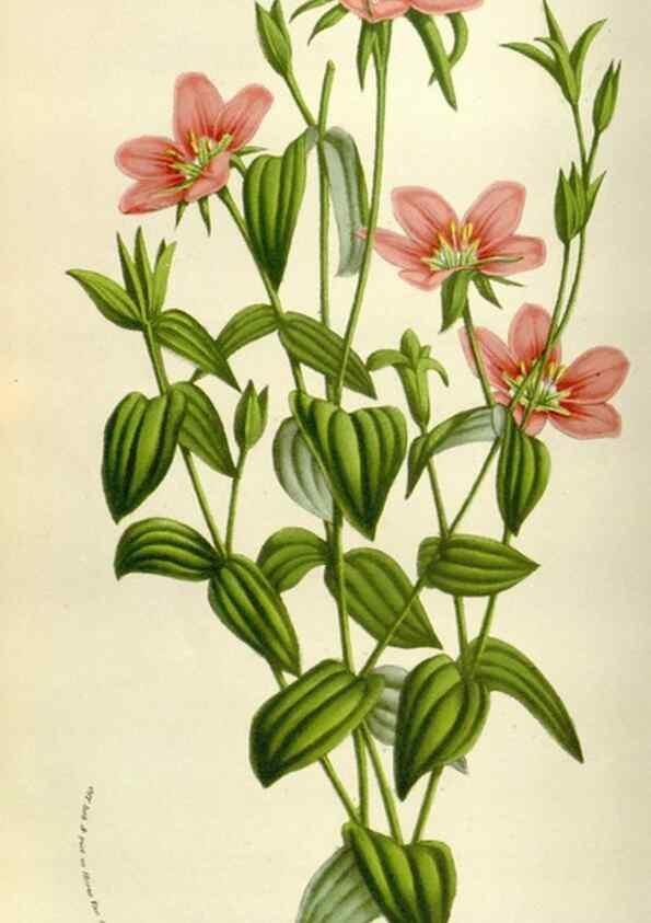 Reproducción/Reproduction 49584039096: Flore des serres et des jardins de l'Europe. A Gand :chez Louis van Houtte, eÌditeur,1845-1880.. 