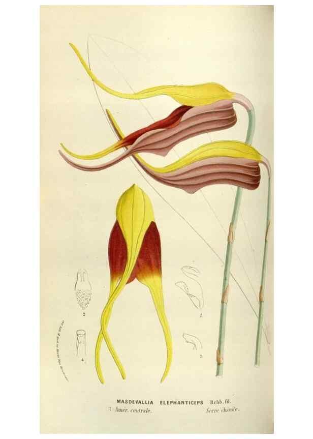 Reproducción/Reproduction 49583541488: Flore des serres et des jardins de l'Europe. A Gand :chez Louis van Houtte, eÌditeur,1845-1880.. 