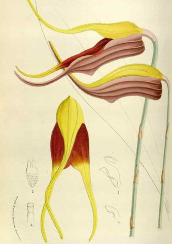 Reproducción/Reproduction 49583541488: Flore des serres et des jardins de l'Europe. A Gand :chez Louis van Houtte, eÌditeur,1845-1880.. 