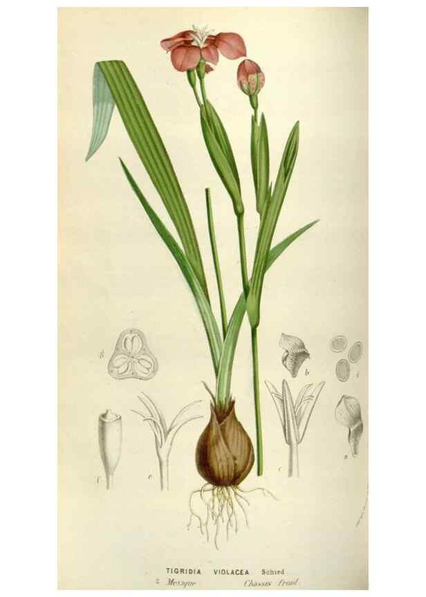 Reproducción/Reproduction 49583541898: Flore des serres et des jardins de l'Europe. A Gand :chez Louis van Houtte, eÌditeur,1845-1880.. 